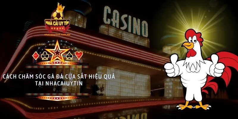 Cách chăm sóc gà đá cựa sắt hiệu quả tại nhacaiuytin